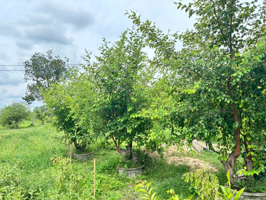 LINE_ALBUM_ศพก_260703_11